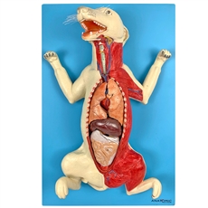 Anatomia do Cachorro, em Placa - TZJ-0601-OP