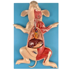 Anatomia do Porco, em Placa - TZJ-0610-OP