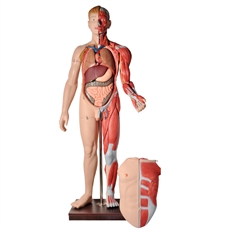 Manequim Muscular de 170 cm,  Masculino, com Órgãos Internos, em 41 Partes - TZJ-4001-A