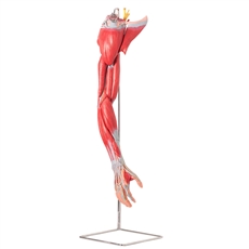 Músculos do Membro Superior com Principais Vasos e Nervos, em 6 Partes - TZJ-4010-A